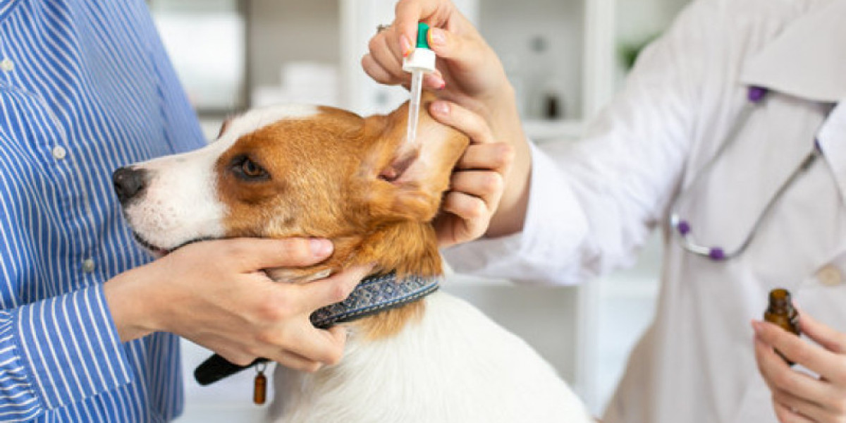 Blood Tests for Dogs: Costs, Types, & Important Dog Tests