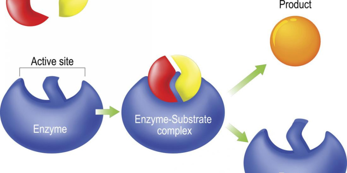 Enzymes Revolutionize Industrial Processes with $27.58B Market Forecast