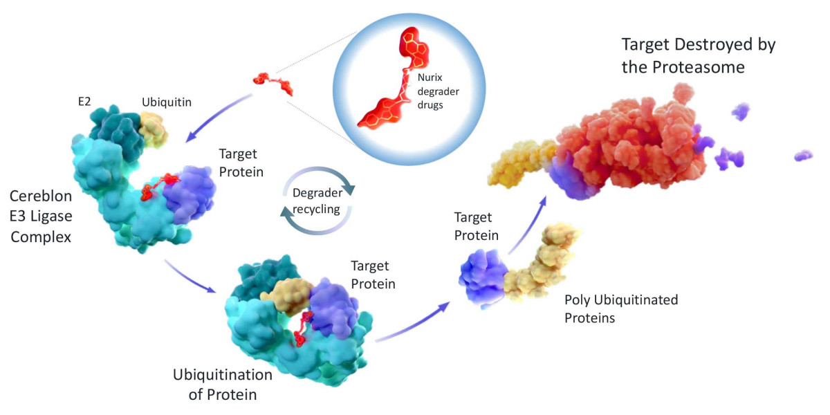 Targeted Protein Degradation Industry Growth: A 10-Year Projection