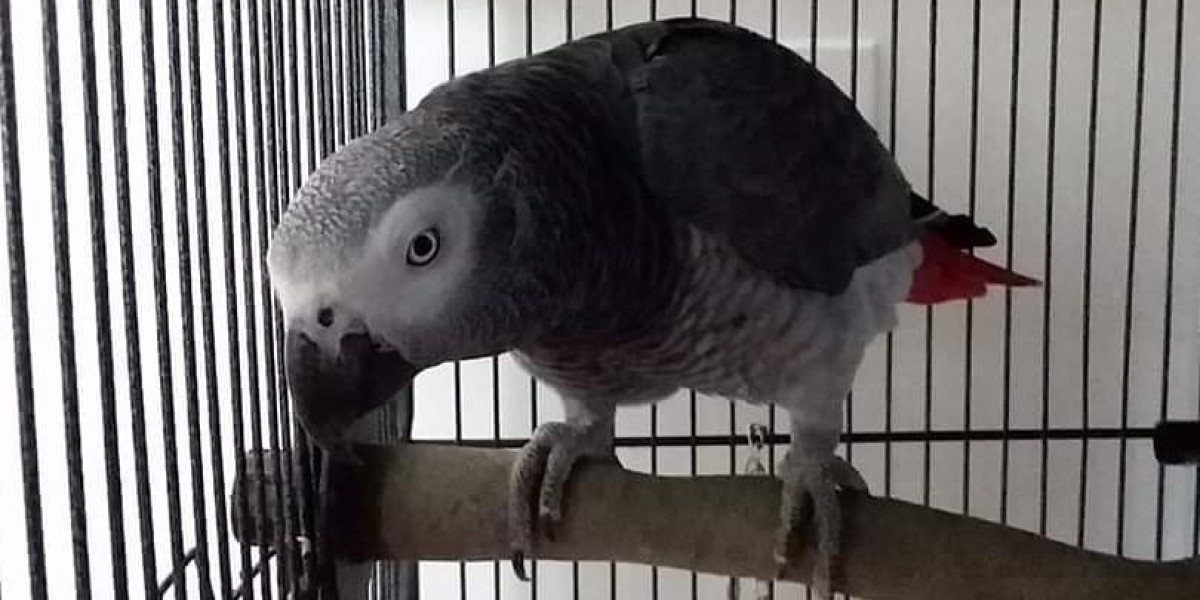 The Leading Reasons Why People Perform Well In The African Greys For Adoption Industry