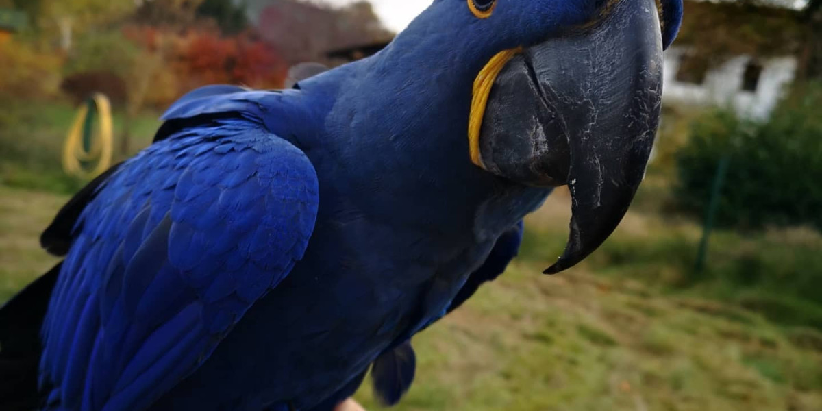 The 10 Most Scariest Things About Buy Macaw