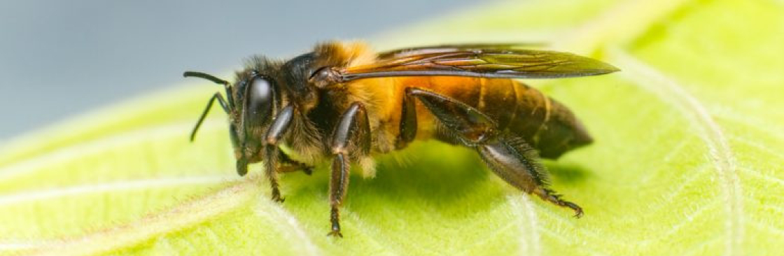 bees removal Cover Image