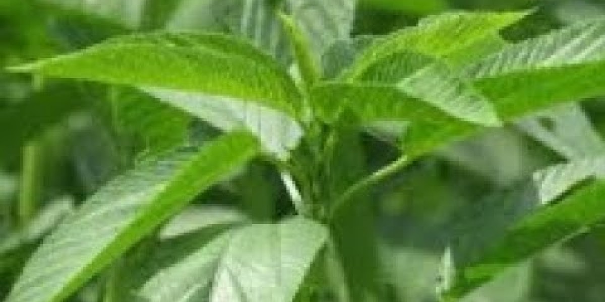 Jute Leaf Protein Market: The Future of Sustainable Plant-Based Nutrition